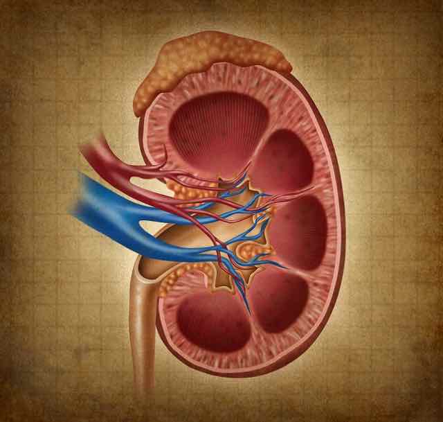 Identificação e prevenção da Insuficiência Renal peri e pós-operatória ...