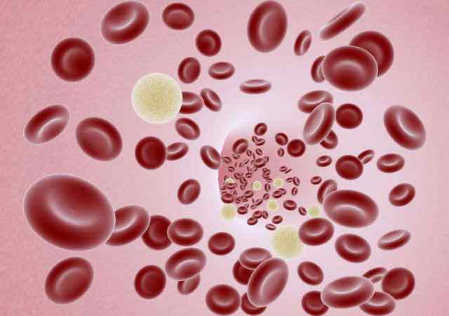 celulas do sangue