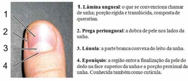 Para que servem as unhas? Fisiologia e função - Portal Afya