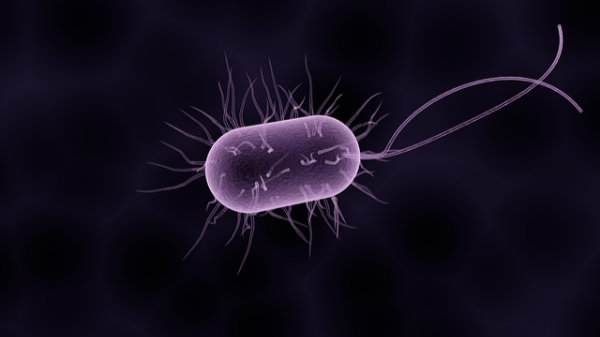 Clostridium difficile