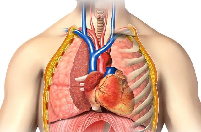 cardiologia