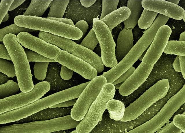 bactérias Pseudomonas aeruginosa