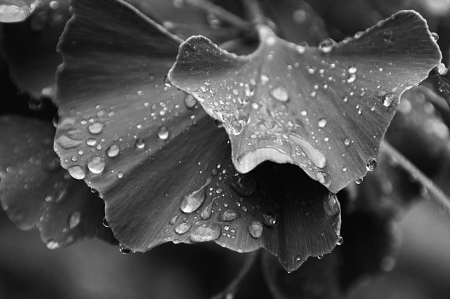 folhas de ginkgo biloba, fitoterápico, com gotas de chuva em preto e branco