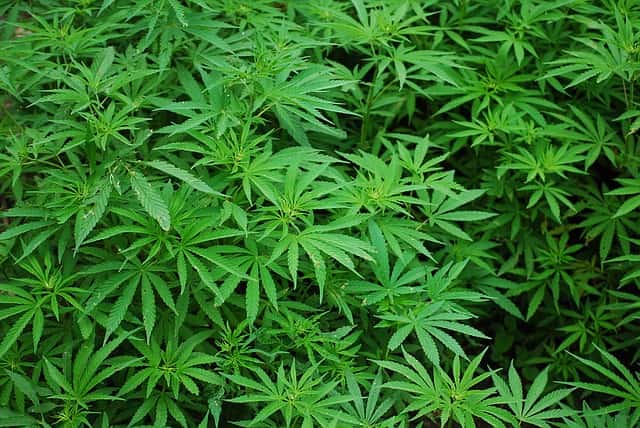 plantação de cannabis, com folhas em foco
