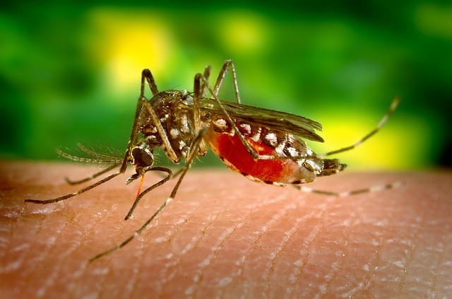 mosquito aedes aegypti, transmissor da dengue, picando pessoa