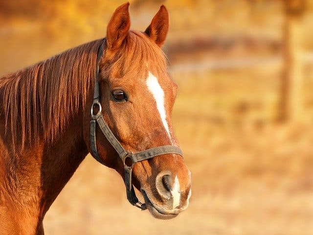 Equoterapia, ou terapia equestre, pode ser uma importante ferramenta terapêutica.