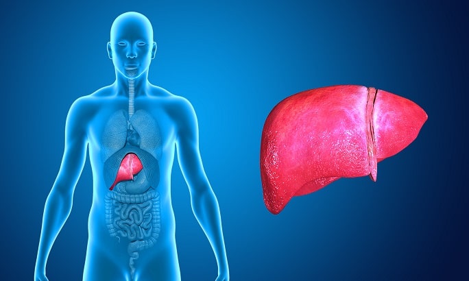 Representação gráfica de fígado de paciente com traumas hepáticos que passou por embolização hepática