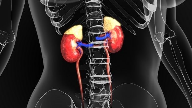 Representação gráfica do sistema renal humano, que pode ser acometido por câncer