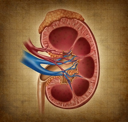 Representação gráfica de um rim, órgão acometido pela doença renal crônica que pode fazer com que pacientes se utilizem de Hemodiálise e possam ter problemas de desnutrição.