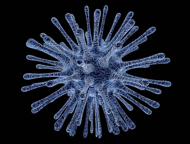 Imunidade ao citomegalovírus (CMV) em transplantados