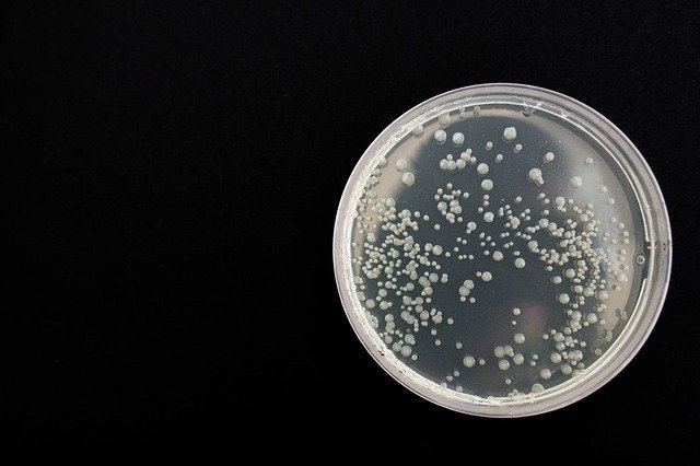 Exame para detecção de fungos que atacam o sistema nervoso é incorporado ao SUS