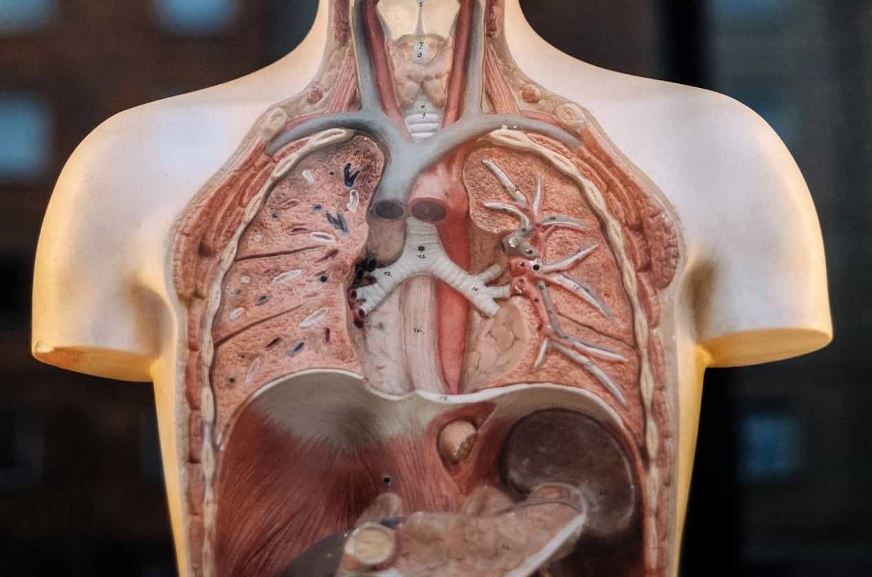 Órgãos artificiais quais são as principais novidades em discussão na medicina