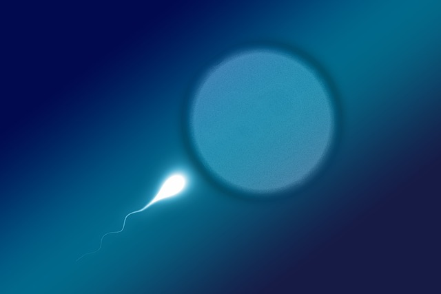 Modelo estima o número ideal de ovócitos para fertilizar em reprodução assistida