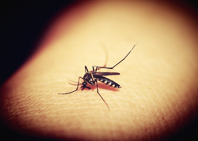 Veja o que se sabe sobre a Qdenga, vacina aprovada contra dengue