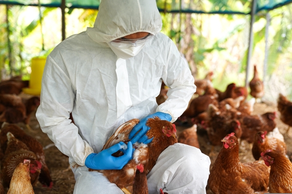 Gripe aviária em humanos: como proceder quando a doença chegar ao Brasil?