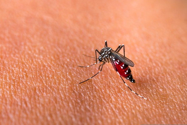 Chikungunya matou mais do que dengue em estado brasileiro, aponta estudo