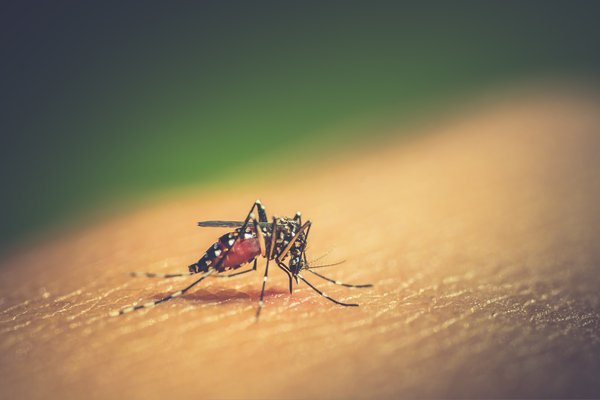 Com mais de mil óbitos, Brasil deve bater novo recorde de vítimas da dengue