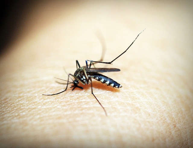 Vacinação contra dengue será aplicada em 2 doses
