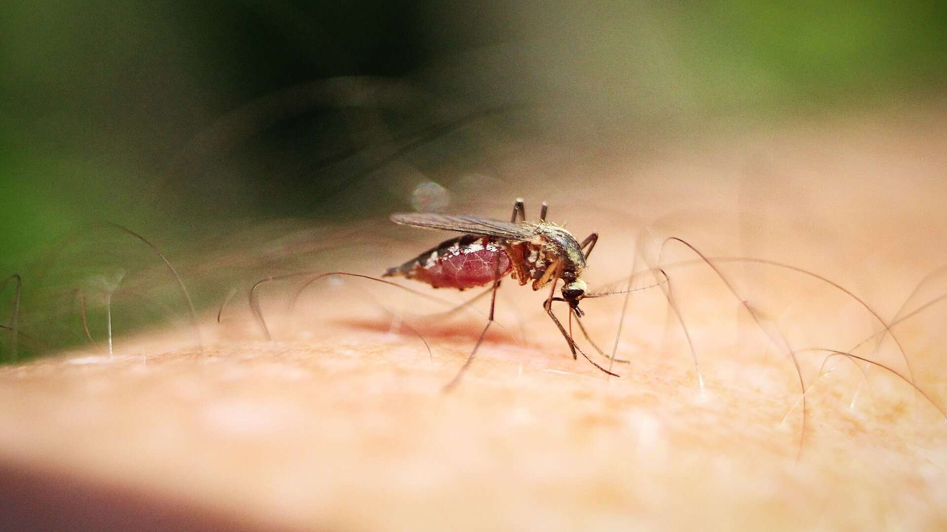 Dengue em gestantes 