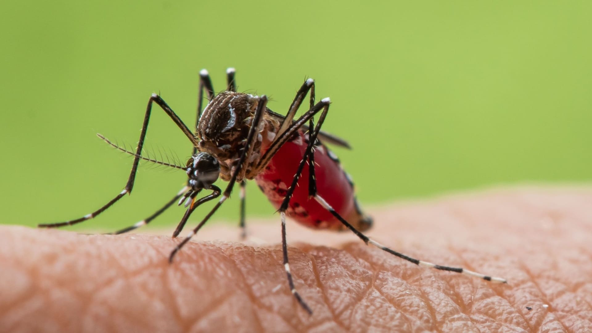 Close do mosquito aedes aedes aegypti vetor da dengue e da febre de Oropouche
