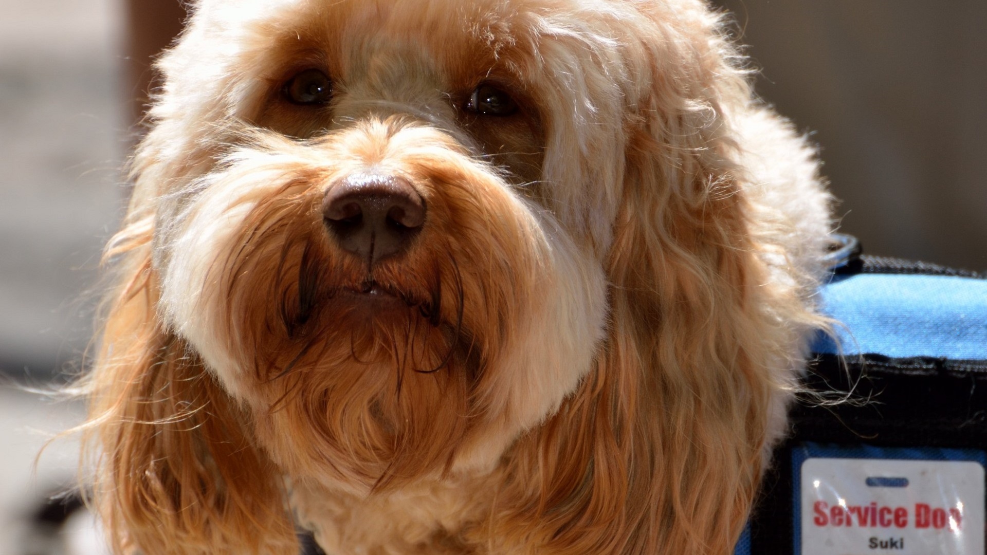 Cães treinados como potencial tratamento auxiliar da epilepsia fármaco-resistente 