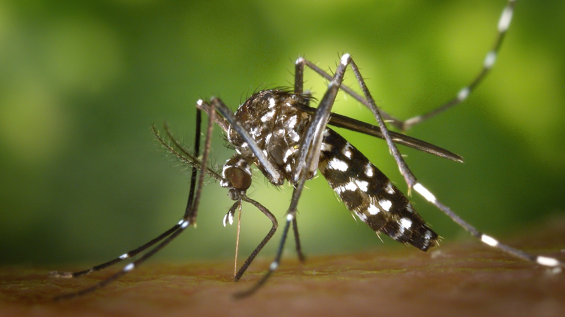 Chikungunya pode ser o principal responsável por casos de encefalite na Bahia 