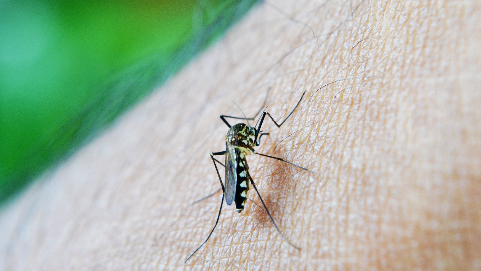 Baixa adesão à segunda dose da vacina contra a dengue preocupa