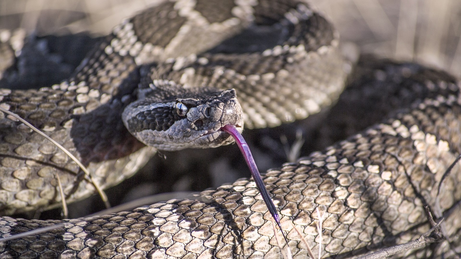 Acidentes com serpentes no Brasil batem recorde