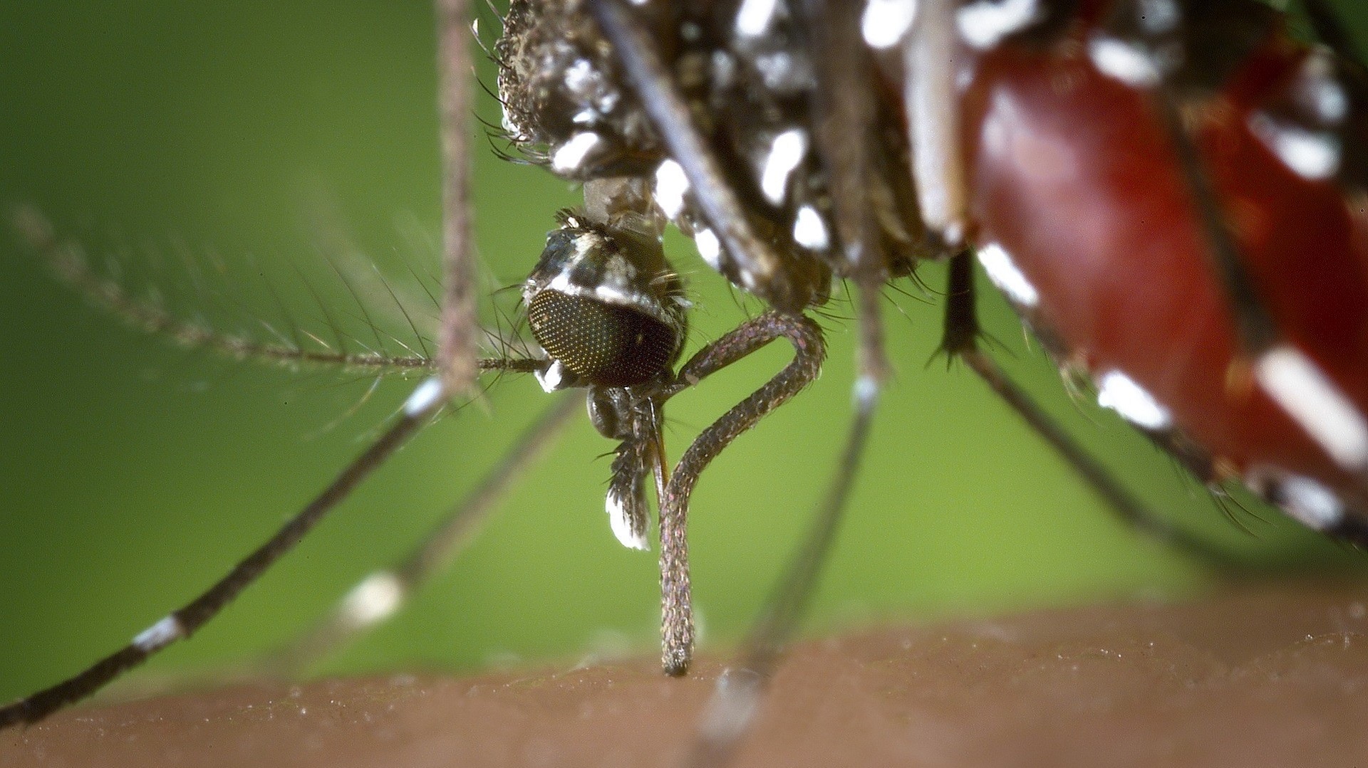 Transmissão vertical da Chikungunya: uma preocupação 