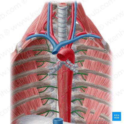 Aneurismas de Aorta Torácicos. Quando Operar? - Portal Afya
