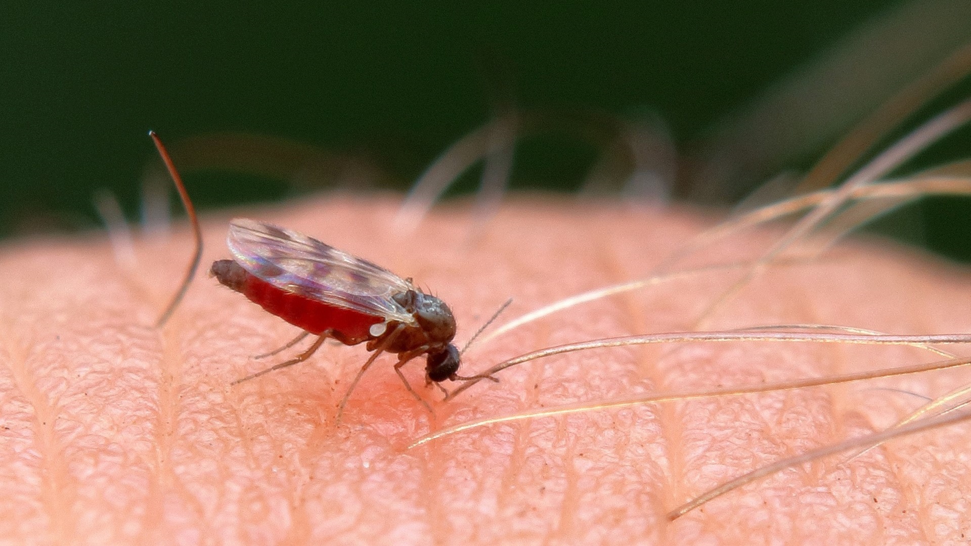 Casos de febre oropouche crescem 56% no Brasil em 2025
