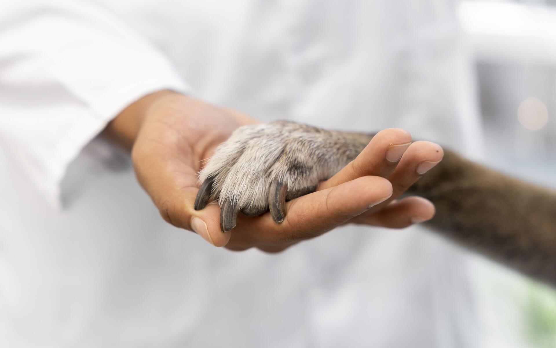 terapia assistida com animais
