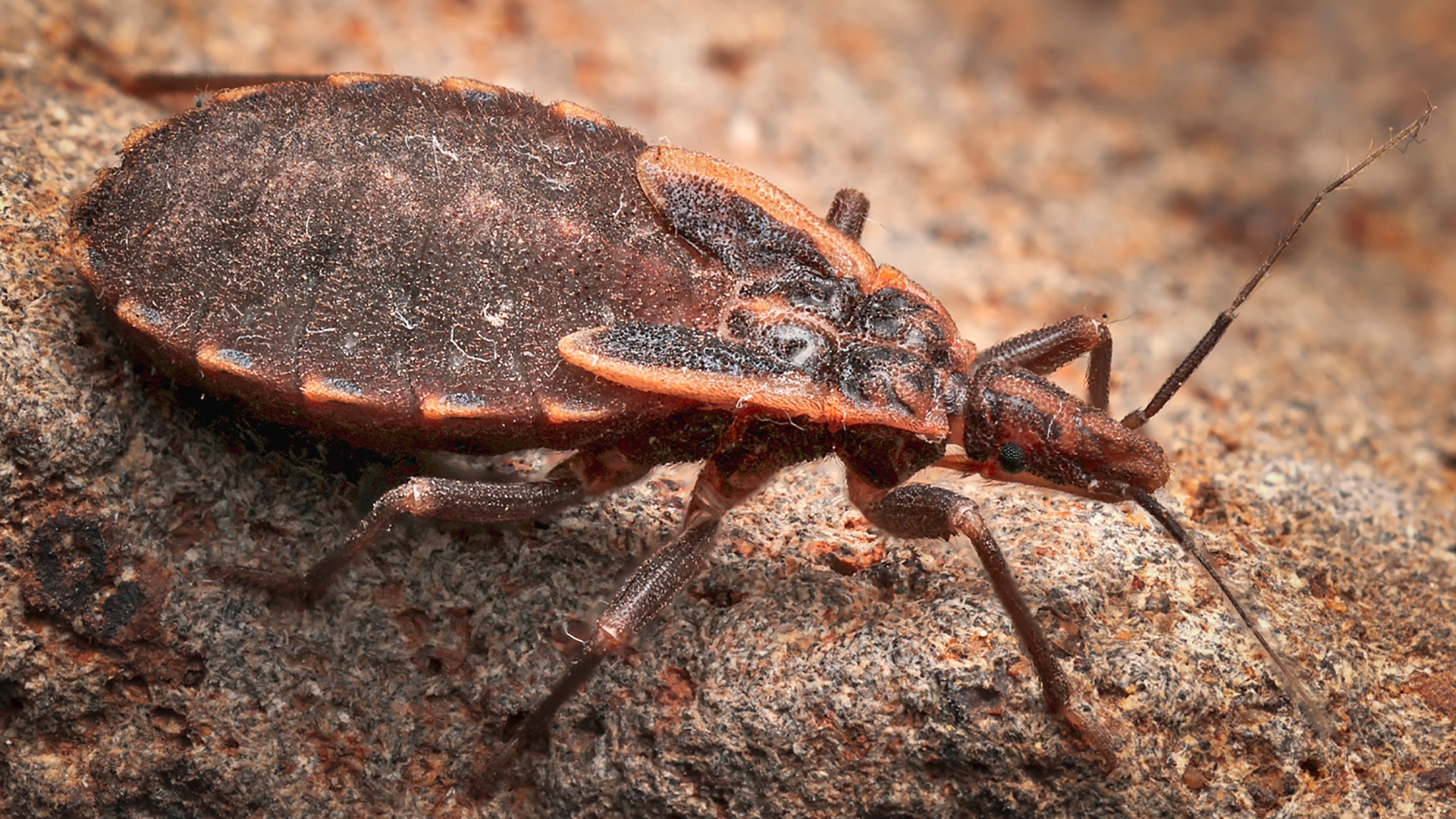 Relatório alerta para prevalência de doença de chagas nos EUA  