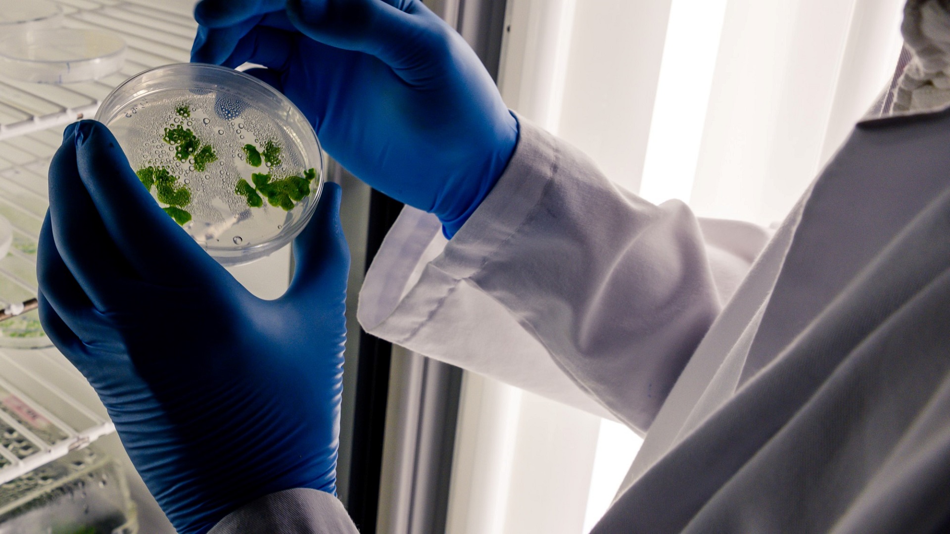 Vírus do Nilo Ocidental: O que sabemos sobre a transmissão ativa no Brasil?