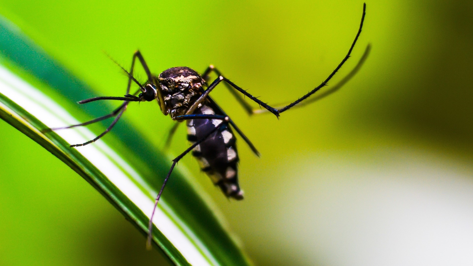 Retrato do Aedes aegypti