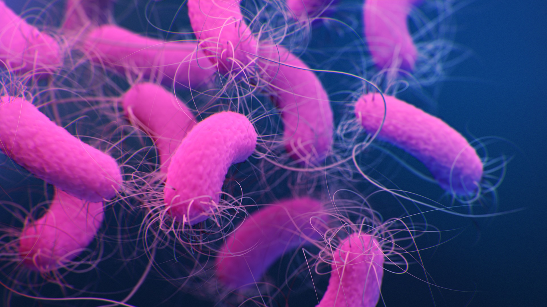Tratamento de Pseudomonas: Nova análise avalia impacto da terapia curta 