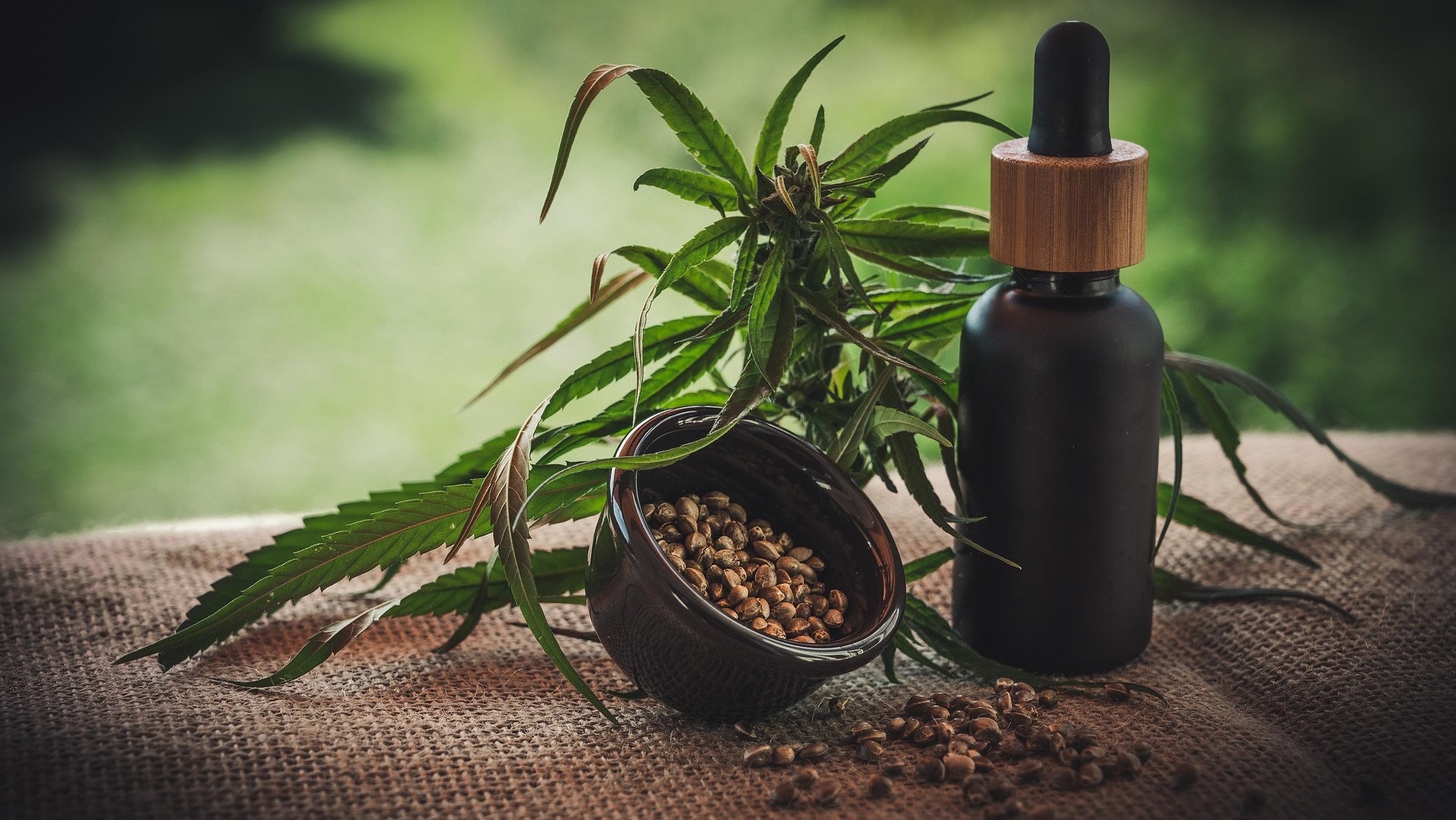 Anvisa flexibiliza regras para Cannabis medicinal e autoriza cultivo para exportação