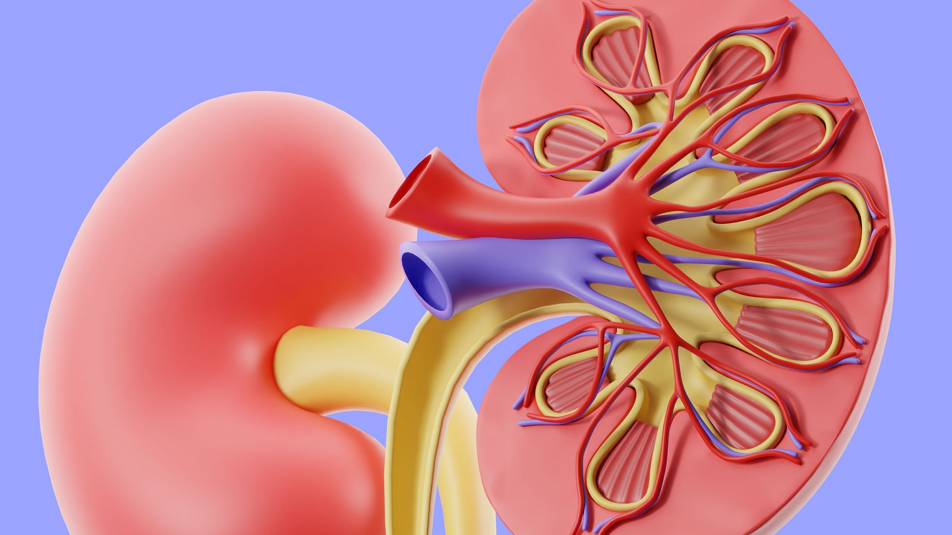 Doença renal crônica pode estar subdiagnosticada no Brasil, indica estudo