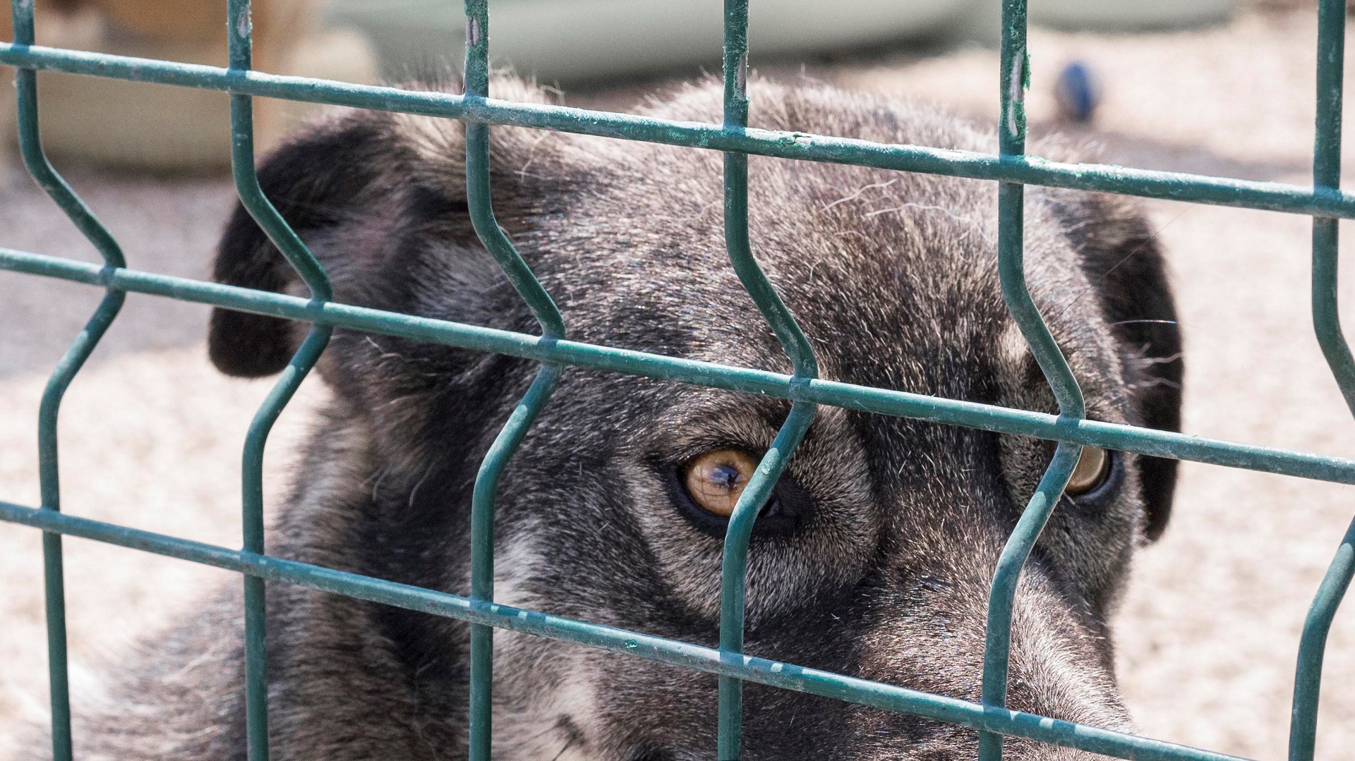 Brasil registra uma década sem casos de raiva humana transmitida por cães 